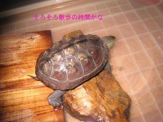 ハナちゃんの仲間 亀の分類 ハナちゃん日記 我が家のカメ